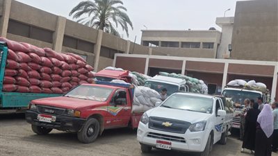 توريد 5801 طن قمح وتجهيز 15 موقعاً لاستقبال المحصول بسوهاج 