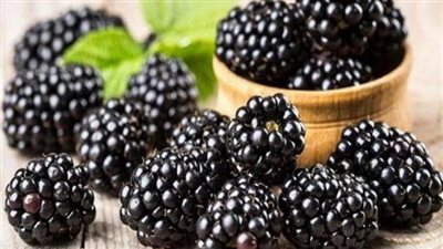 فوائده مذهلة.. جمال شعبان ينصح بتناول التوت الأسود