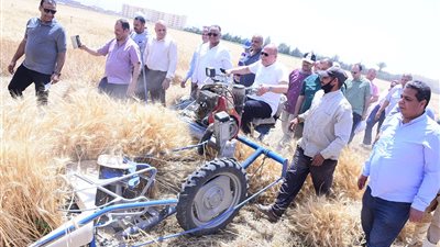 بقيادة الدكتور حسان النعماني.. حصاد القمح من قلب مزارع جامعة سوهاج 
