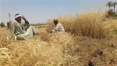هل يجوز التعاقد على شراء حبوب زراعية قبل الحصاد؟.. مركز الفتوى يوضح