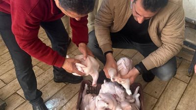 الغربية تضبط 392 كجم لحوم ودواجن وأسماك غير صالحة للاستهلاك الآدمي