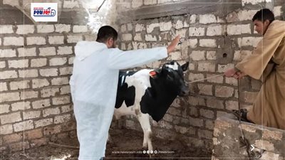 انطلاق حملة تحصين الماشية ضد الحمى القلاعية بـ 9 إدارات و110 لجان بالمنيا