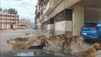 رئيس جمعية الرفق بالحيوان: ملف الكلاب الضالة يحتاج قانونًا أكثر حسمًا