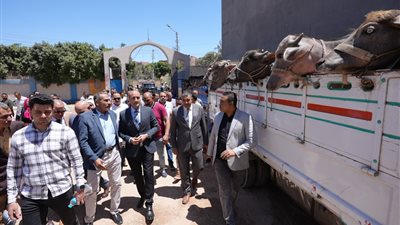 محافظ أسيوط يسلم 28 رأس ماشية للأسر الأولى بالرعاية بالبداري ضمن مشروع البيوجاز