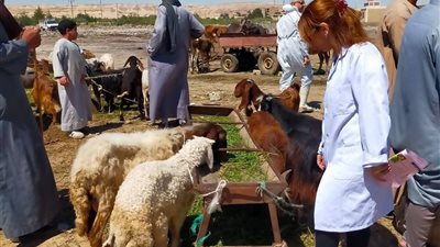 تحصين الماشية بقرية جنيفة بالسويس ضد الجلد العقدي وجدري الاغنام وتوعية المربين