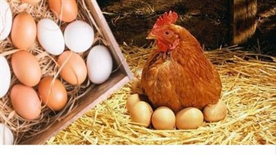 أسعار الفراخ اليوم.. البانيه يقترب من 300 جنيه والبيض يستقر