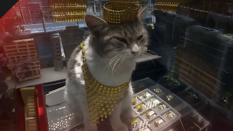 قطط الشوارع تتحول