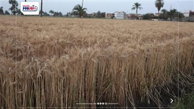 بحوث الصحراء ينجح بزراعة القمح في بيئة مالحة.. ورئيس البرنامج تكشف التفاصيل