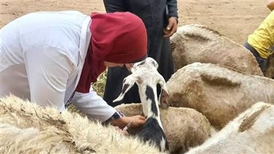 الزراعة: تحصين 3.9 مليون رأس ماشية في ختام حملة الجلد العقدي والجدري