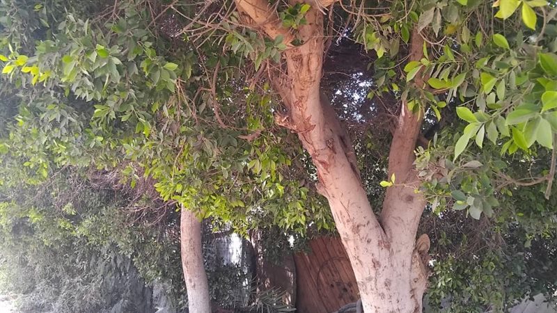 حصر وتكويد الأشجار