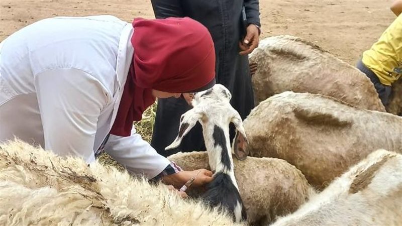 جانب من الحملة