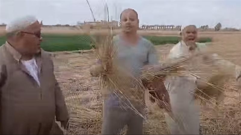 مجهولون يحصدون فدانين