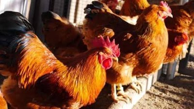 «كفاية هبد».. الطبيبة إسراء أشرف ترد على شائعات هرمونات الفراخ 