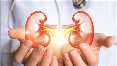  12 عادة يومية تحافظ على صحة الكلى وتمنع الأمراض الخطيرة