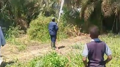 نشوب حريق فى كرم نخل وزراعات بقنا.. والحماية المدنية تسيطر