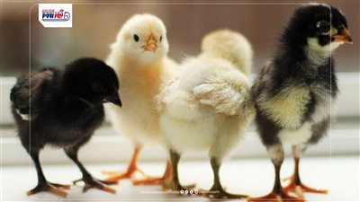 سعر الكتكوت الأبيض اليوم الثلاثاء 28-4-2026.. مفاجأة في بورصة الدواجن