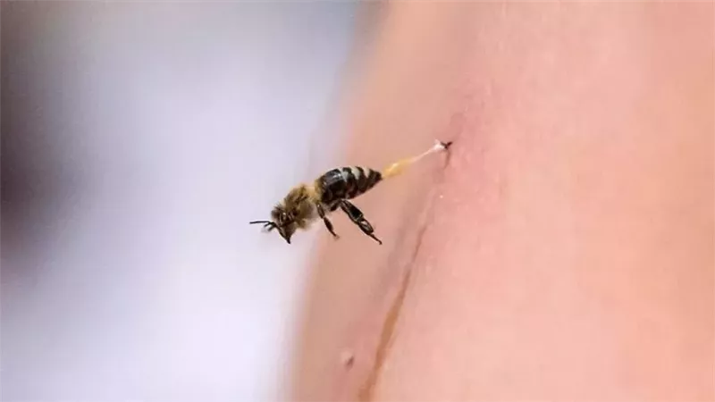 صورة موضوعية