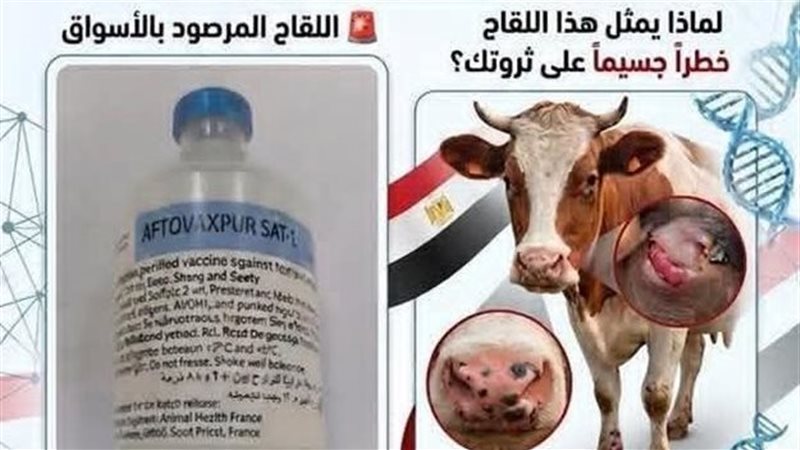 لقاحات الحميد القلاعية