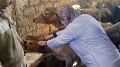 تحصين أكثر من 14 ألف رأس ماشية.. 