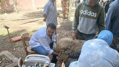 محافظ أسيوط: تسليم 132 رأس أغنام وماعز لـ61 لدعم الأسر المنتجة بالقوصية 