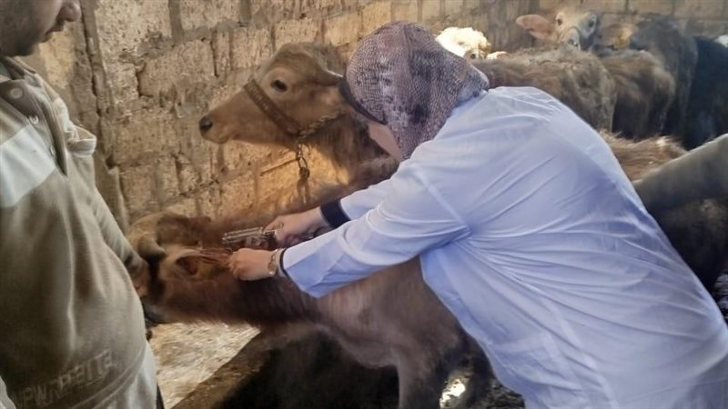 جانب من الحملة