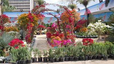 استعدادات انطلاق النسخة 92 من معرض زهور الربيع بالمتحف الزراعي| صور