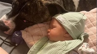 على غير عادته.. كلب المنزل يتسبب في موت رضيعه في بريطانيا