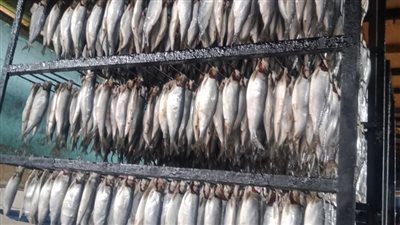مباحث التموين: ضبط مخزن مخالف بتلا والتحفظ على 15 طن أسماك ورنجة مجمدة