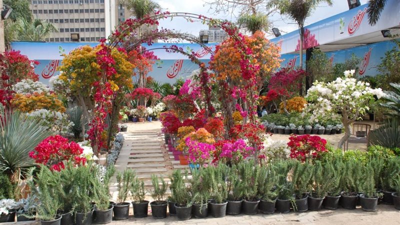 استعدادات معرض الزهور