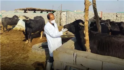 بدءاً من الغد.. انطلاق الحملة القومية للتحصين ضد أمراض الحمى القلاعية بالجيزة