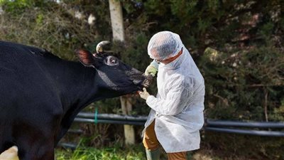 عودة الحمى القلاعية لأوروبا.. خطر يهدد الثروة الحيوانية بعد غياب 50 عامًا 