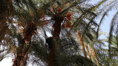 تصعد النخل وتحفر القبور.. 