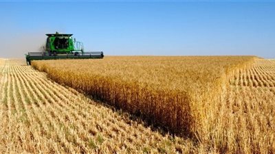 التموين تطلق موسم توريد القمح وتوسع شبكة الصوامع الحديثة لدعم الأمن الغذائي