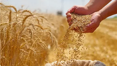 التموين: 420 نقطة تجميع على مستوى الجمهورية لاستقبال الأقماح من الموردين 