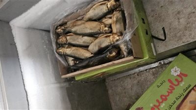 قبل شم النسيم.. ضبط طن أسماك مملحة وغلق 4 منشآت غذائية في الدقهلية