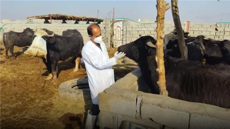 الحمى القلاعية