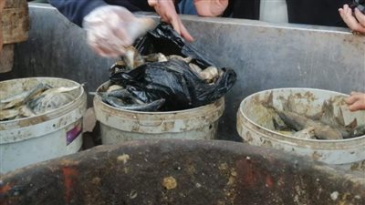 ضبط  400 كيلو أسماك ولحوم فاسدة خلال حملة تفتيش في المنوفية