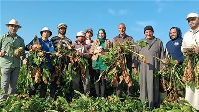 خير بلدنا.. انطلاق موسم حصاد البنجر بالإسماعيلية وسط فرحة المزارعين