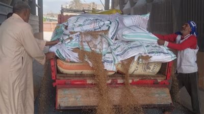 محافظ المنوفية يعلن بدء موسم توريد القمح ويؤكد الجاهزية الكاملة للصوامع والشون