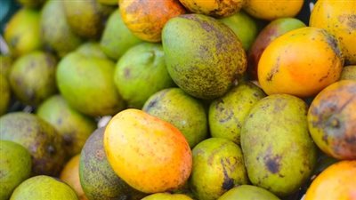 «الإحصاء»: شائعات «تصدير المانجو» تهدد الاستقرار الاقتصادي 