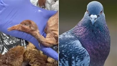 تحذيرات من أكل حمام الشارع في بريطانيا.. خطر على الصحة