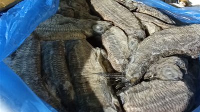 ضبط سيارة محملة بـ600 كيلو فسيخ ورنجة غير صالحة للاستهلاك 