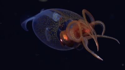 بعد 100 عام من الغموض.. أول تسجيل مؤكد للحبار العملاق بالمحيط الأطلسي