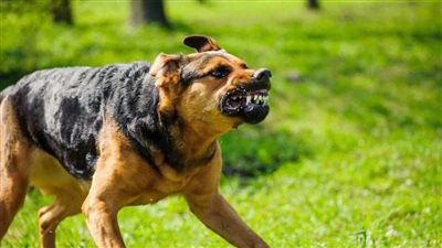 الطب البيطري بالمنوفية ينفذ حملة بعد عقر كلب لـ5 أشخاص 