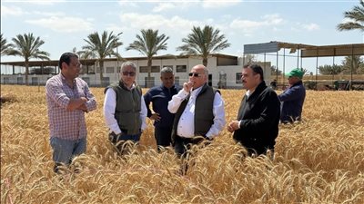 لبدء الموسم.. بحوث الصحراء يتابع موسم حصاد القمح في جنوب سيناء