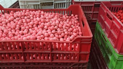 التموين يضبط 180 ألف قطعة حلوى بألوان مضرة بالصحة في الشرقية