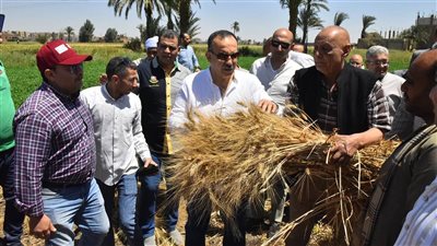  الذهب الأصفر.. محافظ أسيوط يشهد بدء موسم حصاد القمح |صور