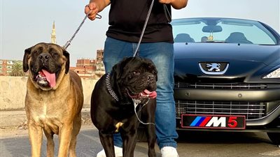 الشاب محمد يحول سطح منزله لفندق 7 نجوم لتربية الكلاب الغالية وبيعها |صور