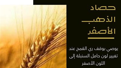 «معاك في الغيط» نصائح ذهبية لمزارعي القمح مع انطلاق موسم الحصاد
