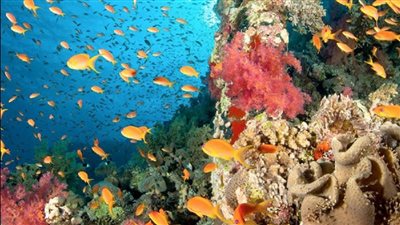 كنوز بيئية تنتظر من يستغلها... 7 محميات طبيعية في سيناء